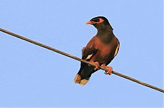 Common Myna